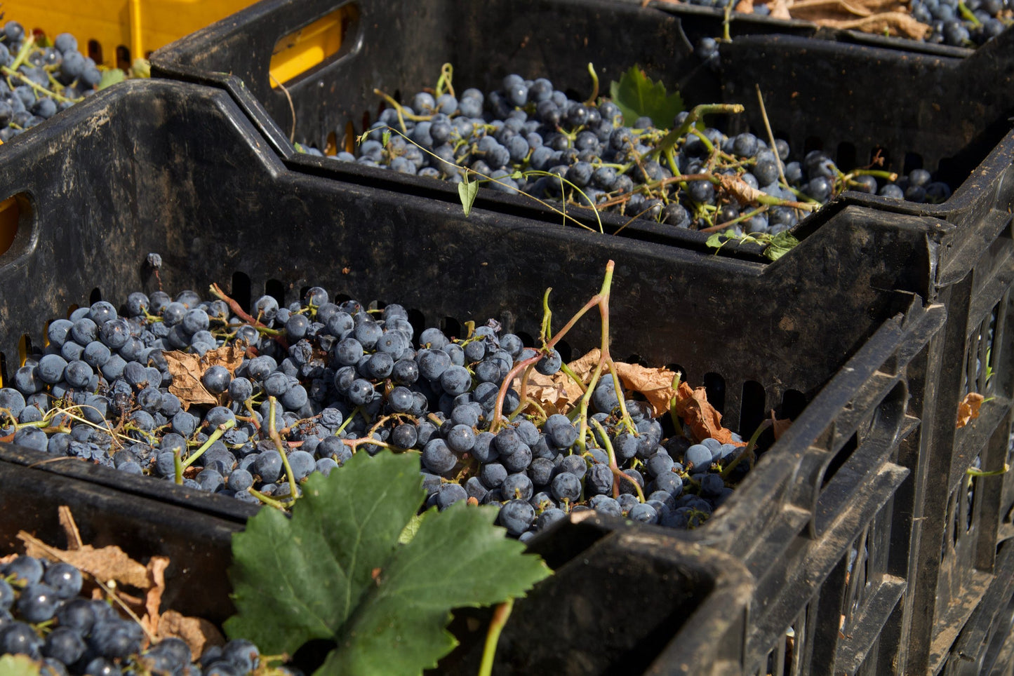 Petit Verdot 2019 very limited