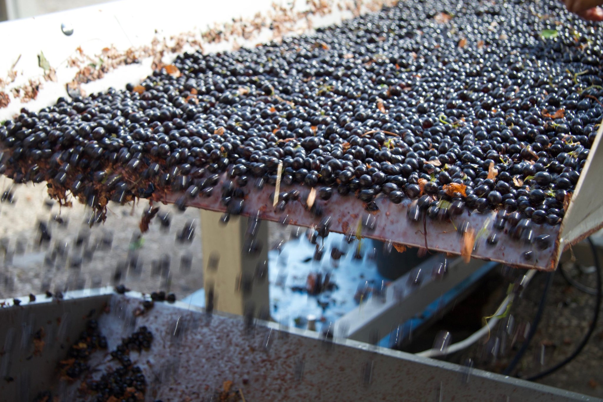 Petit Verdot 2019 sehr limitiert
