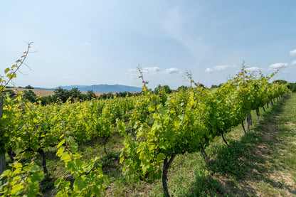 Oak Barrel Cabernet Sauvignon 2021 – kommt zur Expovina