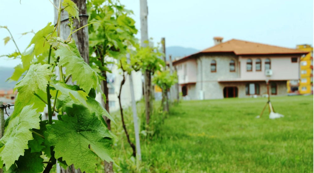 Rumelia Merul - the winery